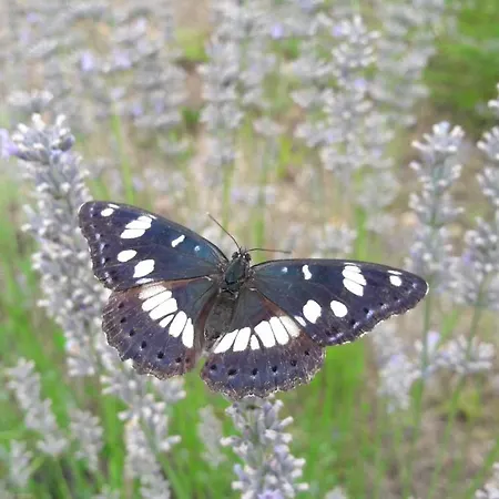 Lejlighed Central, Spacious, Great View